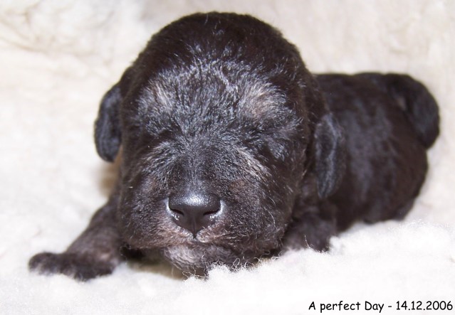 18-Huendin Female 14.12.2006-1.jpg